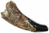 Fossil Didelphodon Canine Tooth - Cretaceous Marsupial Mammal #306571-1